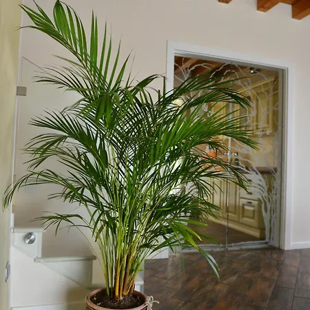 Apartment Cesare *